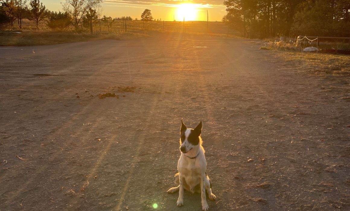 52A049BE-0211-4F00-BD30-ADC211C328DA