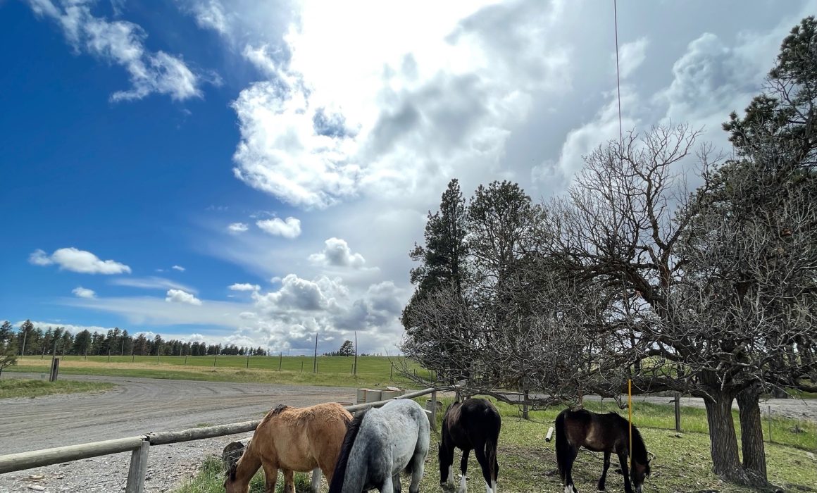 BACAE496-4C33-441A-9DB7-71091D8C9C82